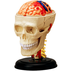 Об'ємна анатомічна модель 4D Master Черепно-мозкова коробка людини (FM-626005) (4894793260057) в Черкасах