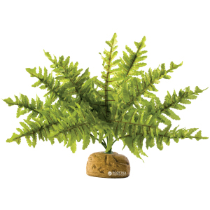 купити Рослина Hagen Boston Fern Small (015561229906)