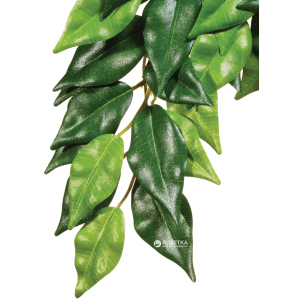 Растение Hagen Ficus Medium (015561230407) ТОП в Черкассах