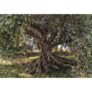 хорошая модель Фотообои бумажные Komar Olive Tree (Оливковое дерево NG) 368х254 см 8 сегментов (8-531)